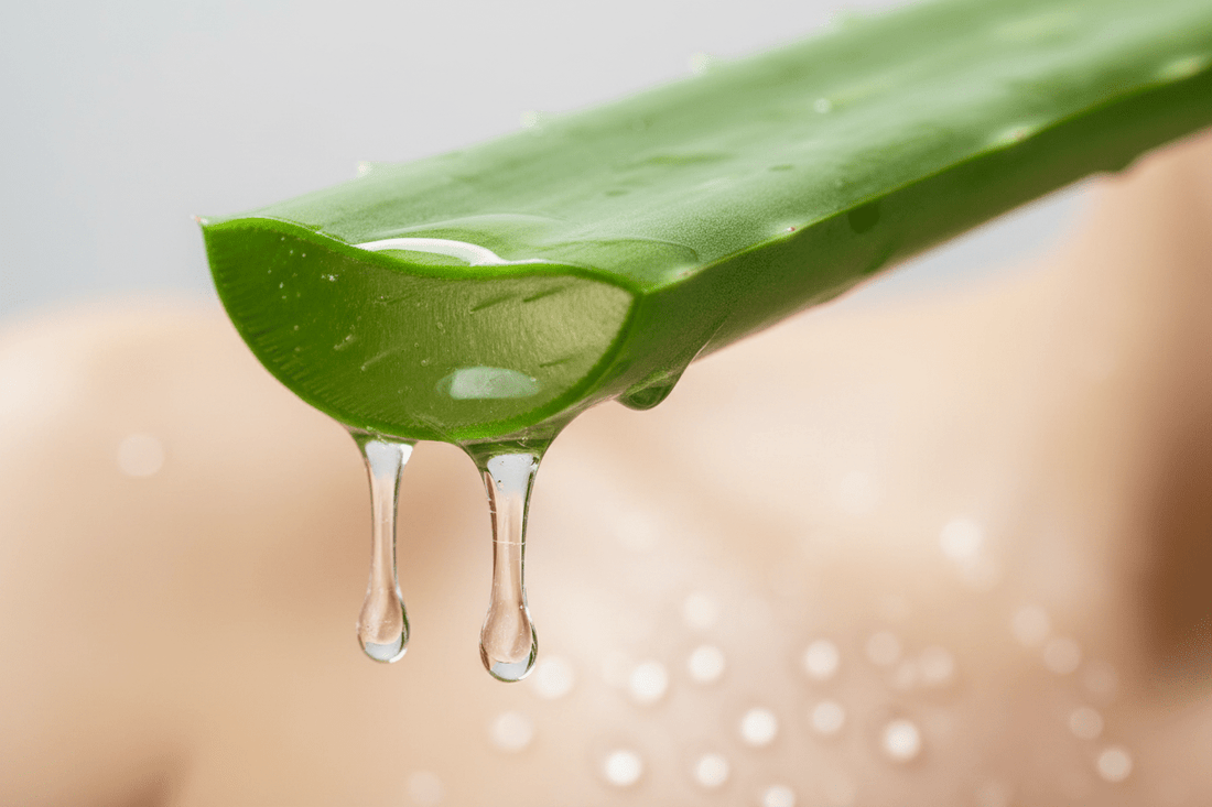 Was genau ist Aloe Barbadensis Leaf Juice in den kosmetischen Inhaltsstoffen (INCI)? - Fibesa GmbH