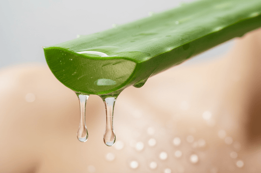 Was genau ist Aloe Barbadensis Leaf Juice in den kosmetischen Inhaltsstoffen (INCI)? - Fibesa GmbH