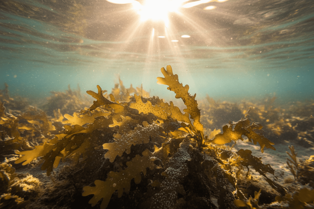 Was genau ist Fucus Vesiculosus Extract in den kosmetischen Inhaltsstoffen (INCI)? - Fibesa GmbH