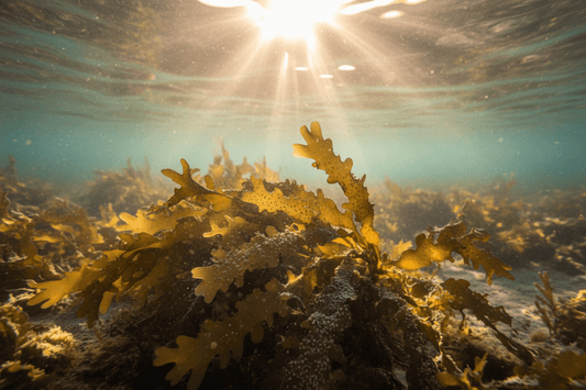Was genau ist Fucus Vesiculosus Extract in den kosmetischen Inhaltsstoffen (INCI)? - Fibesa GmbH