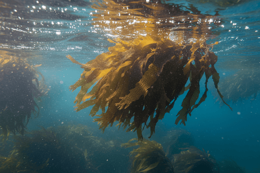 Was genau ist Laminaria Digitata Extract in den kosmetischen Inhaltsstoffen (INCI)? - Fibesa GmbH